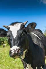 Cows grazing in the meadow
