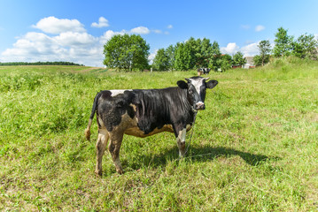 Cows grazing in the meadow 