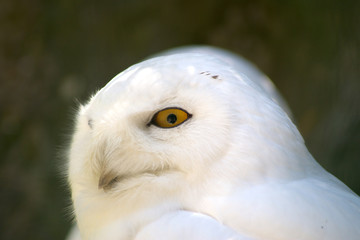 Schneeeule