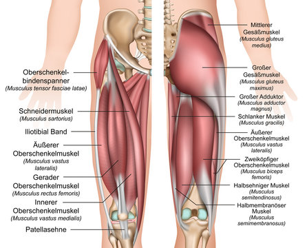 Anatomie der Oberschenkel und Gesäßmuskulatur 