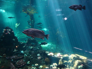 Aquarium Vancouver, Canada