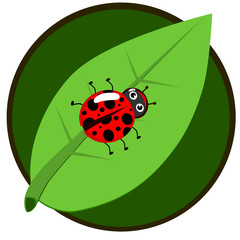 Ladybug on leaf
