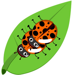 Ladybugs on leaf