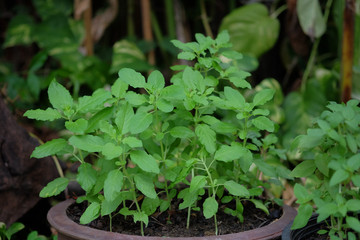 basil