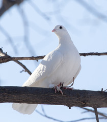 white dove on the tree in nature