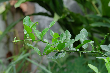Bergamot leaf, kaffir lime leaves