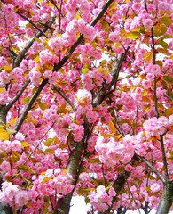 Beautiful pink Cherry blossom tree in the Central London.