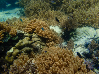 Fototapeta na wymiar Underwater life, fish underwater