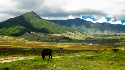 Landscape of mountain Phobjikha valley, Himalayas, Bhutan © homocosmicos