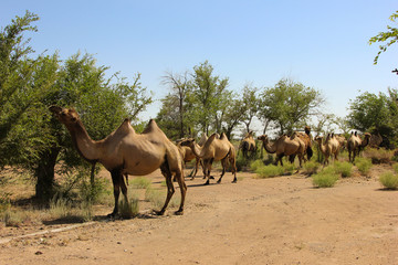herd of wild camel