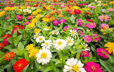 The background image of the colorful flowers in park, happy on h