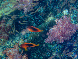 Underwater life, fish underwater