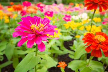 The background image of the colorful flowers in park, happy on h