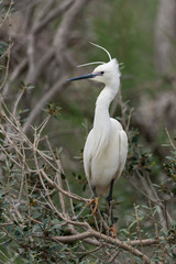 Seidenreiher, Little egret, Egretta garzetta