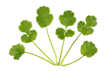 Coriander