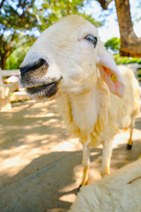 Sheep in nature on  FARM outdoor, Spring Lambs