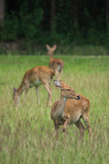 Three deer