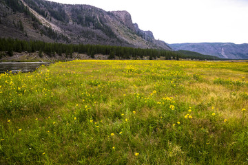 Fototapeta na wymiar Yellowstone National Park - meadow (5545x3697 px; 9.3 MB)