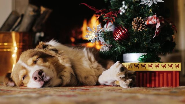 Dog napping near a Christmas tree with a gift. burning fireplace in the background. Concept: warmth and happy Christmas