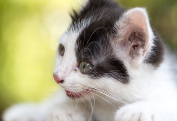beautiful small kitten on nature