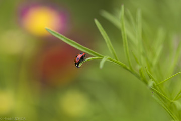 Ladybug on leaf