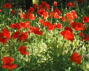 Naklejka premium Flowerfield series