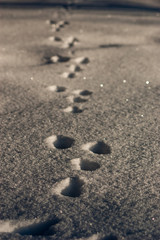 Fototapeta na wymiar Rabbit tracks in snow