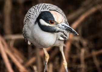 Curious bird Night Heron