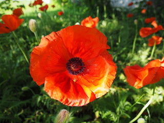 Fototapeta premium Flowerfield series