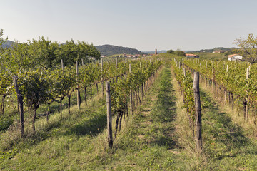 Fototapeta na wymiar Rural mediterranean garden with vineyard and fruit trees