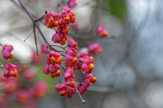 Hot pink a branch of еuonymus. Natural colorful background of pink color. The pink fruits of the spindle tree on a gray background.