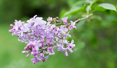 beautiful lilac flowers in nature
