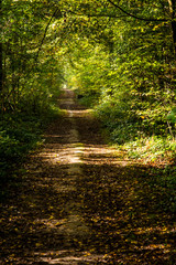 A pathway covered by leaves in a dense forest with filtered rays