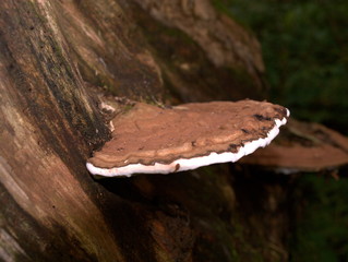 Großer Baumpilz