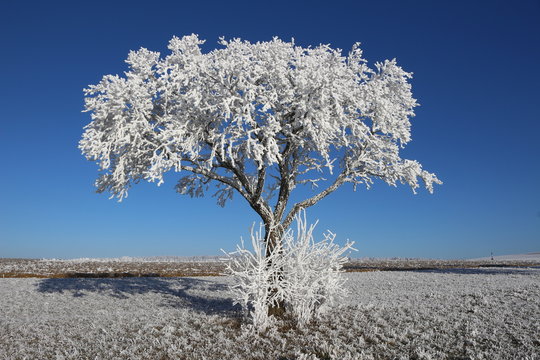 Zwetschgenbaum im Rauhreif unter blauem Himmel