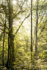 Fototapeta na wymiar Rays of light on a magical misty forest III