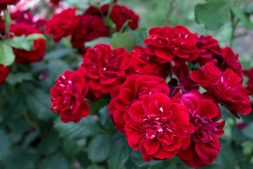 цветущая в саду роза Лаваглют