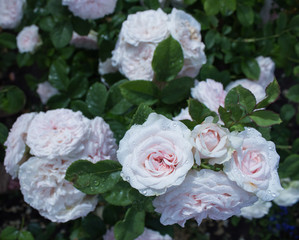 цветущая в саду роза Бремер Штадтмузикантен