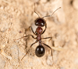 ant in nature. macro