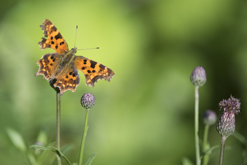 Colorful butterfly