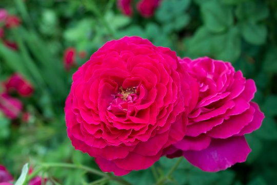 цветущая в саду роза Иоганн Вольфганг фон Гёте