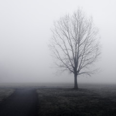 Bare Tree and Path in Fog