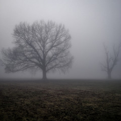 Obraz na płótnie Canvas Two Bare Trees on a Foggy Day
