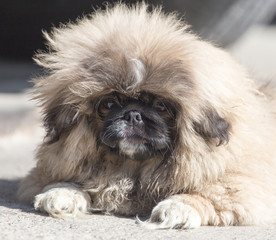 portrait of a fluffy dog