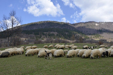 Obraz premium flock of sheep