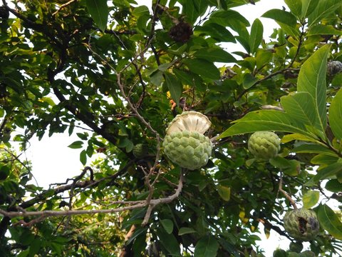 Custard discount apple tree