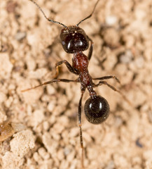 ant in nature. macro