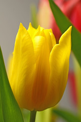 Naklejka premium Gelb bluehende Tulpe