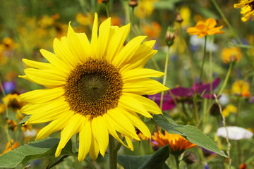 Sommerliches Wildblumenfeld