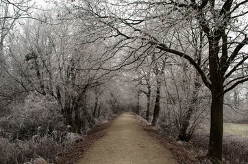 Winter in den Rheinauen